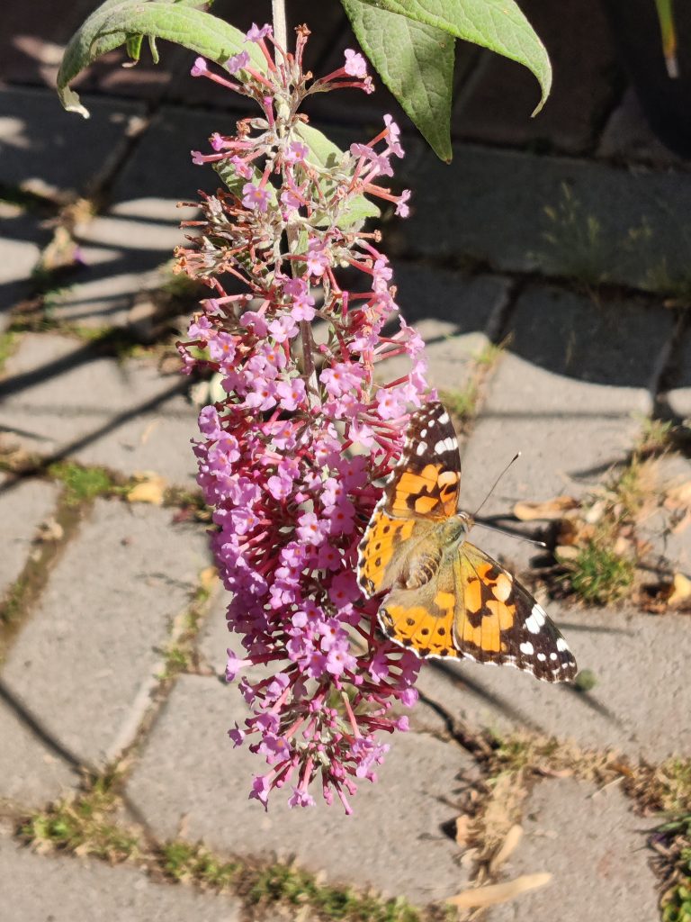 Buddleja_davidii_Pink_Delight_flowers_butterfly_up2