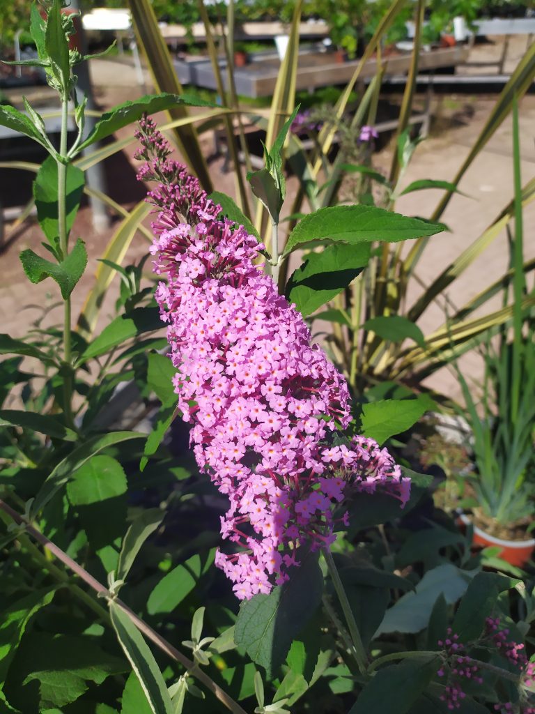 Buddleja_davidii_Pink_Delight_flowers_up1