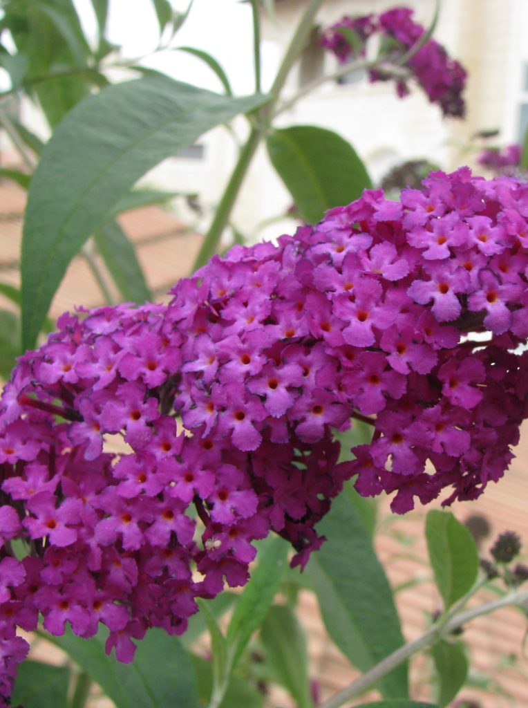 Buddleja_davidii_purple_flowers2_cut_up