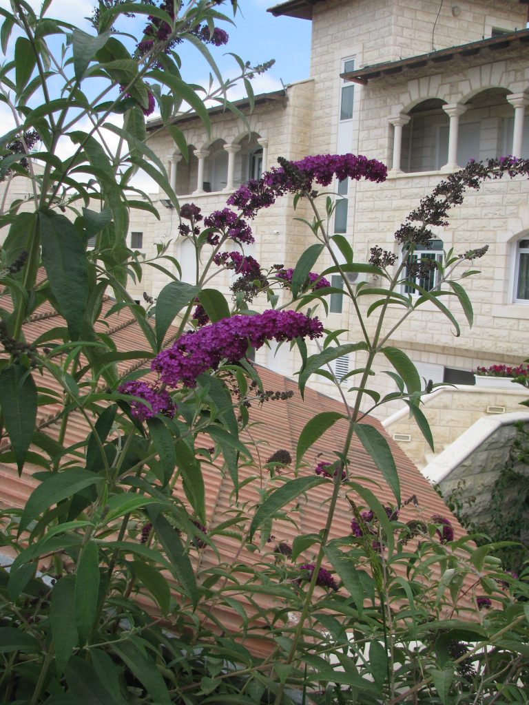 Buddleja_davidii_purple_flowers_leaves_up