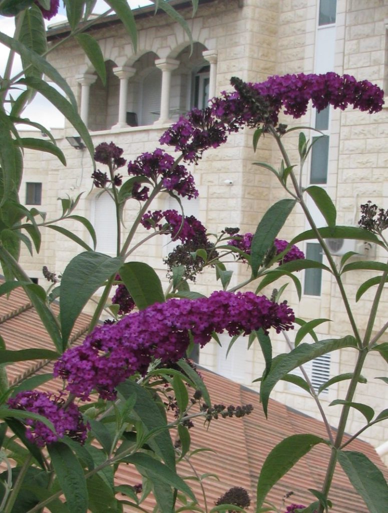 Buddleja_davidii_purple_flowers_leaves_up_cut_up