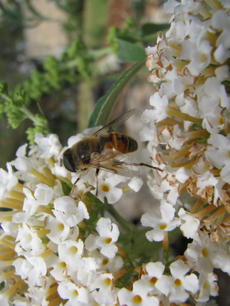 Buddleja_davidii_white_zuba_flowers_close_bee_up