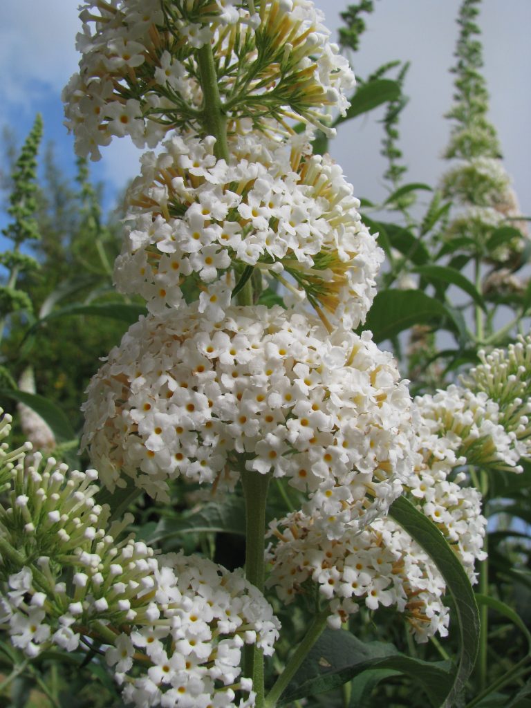 Buddleja_davidii_white_zuba_flowers_close_up