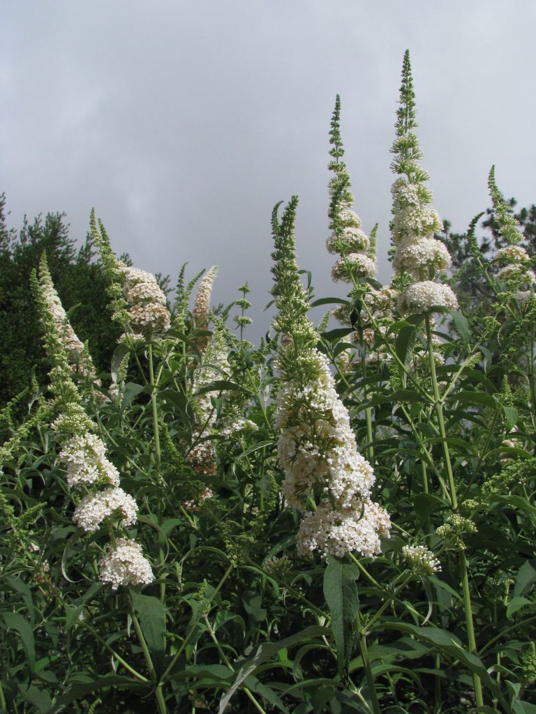 Buddleja_davidii_white_zuba_flowers_up1