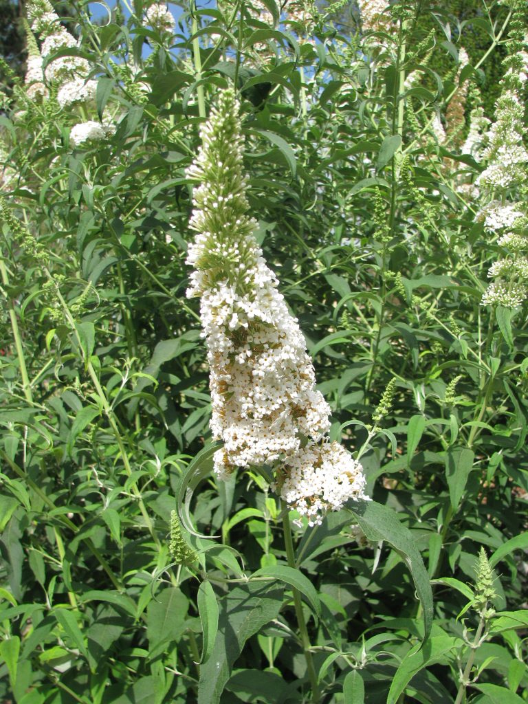 Buddleja_davidii_white_zuba_flowers_up3