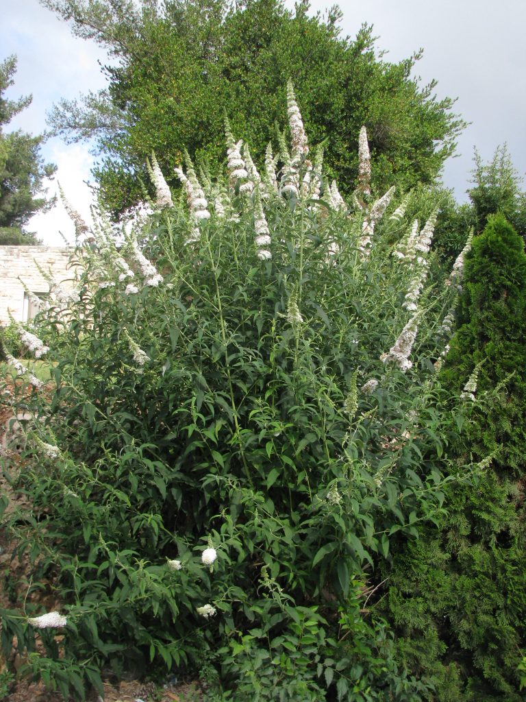 Buddleja_davidii_white_zuba_full_up1