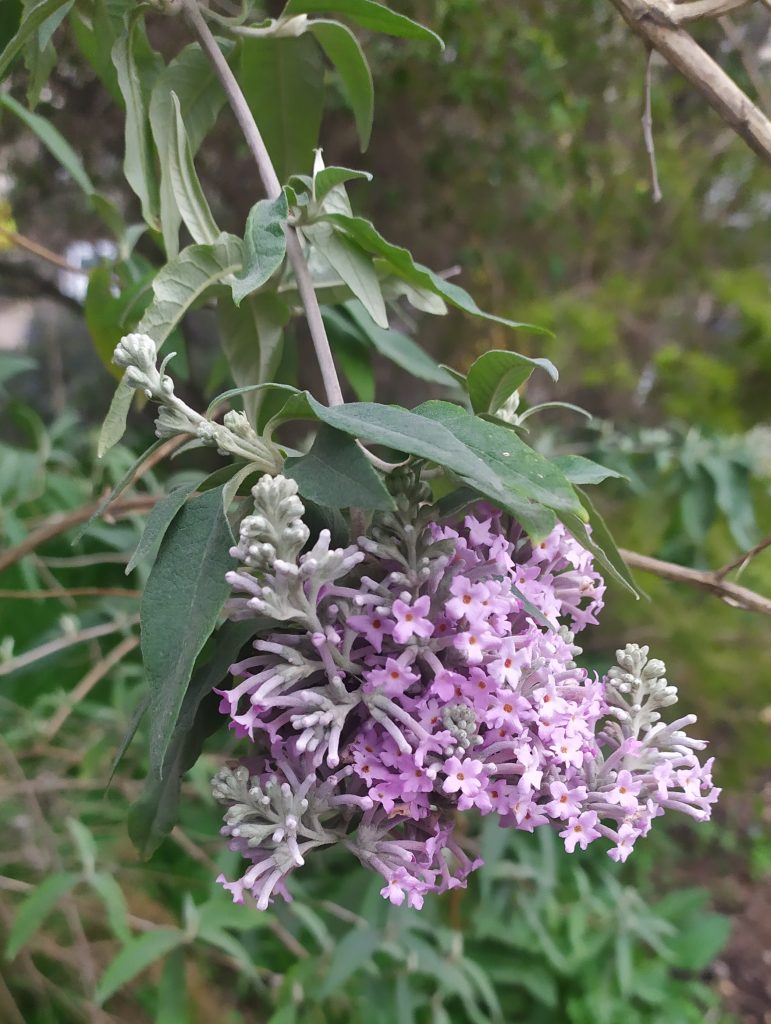 Buddleja_officinalis_flowers_leaves_up1_cut_up