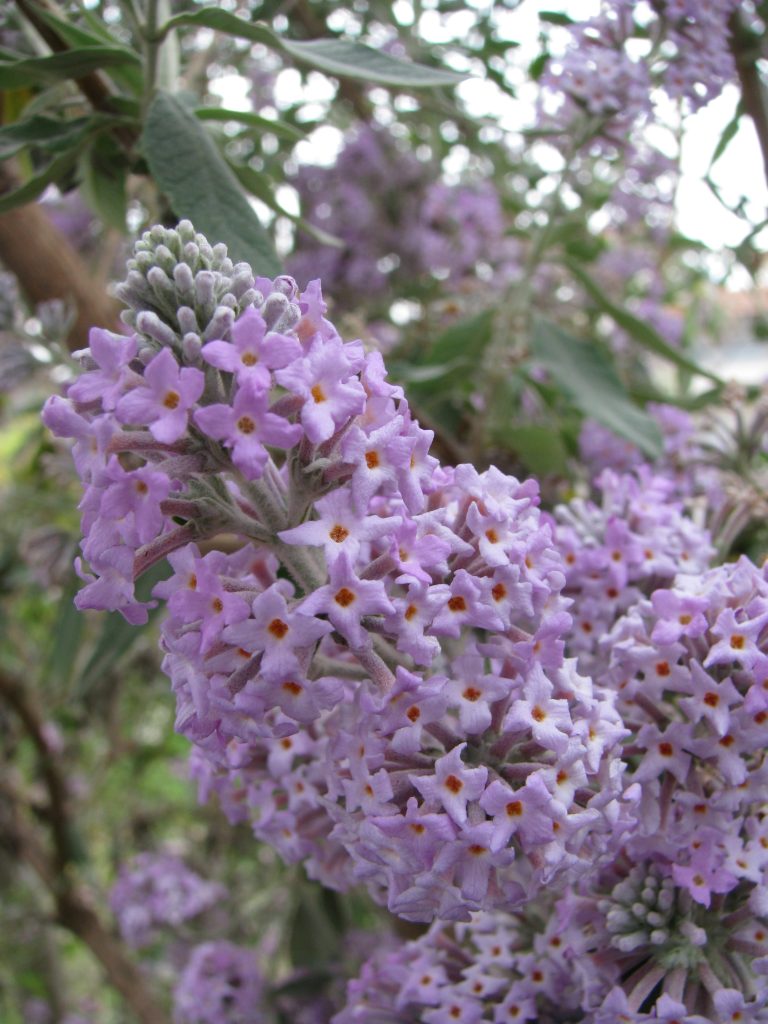 Buddleja_officinalis_flowers_up2