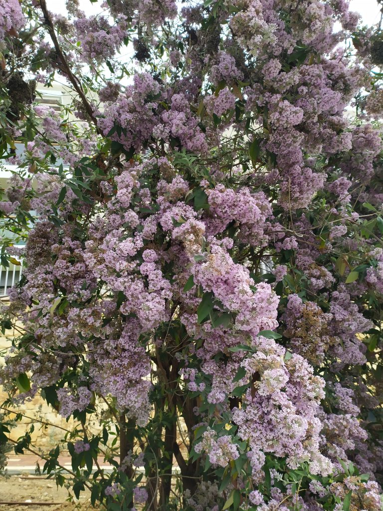 Buddleja_officinalis_many_flowers_up1