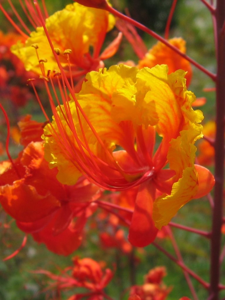 Caesalpinia_pulcherrima_flowers1_cut_up