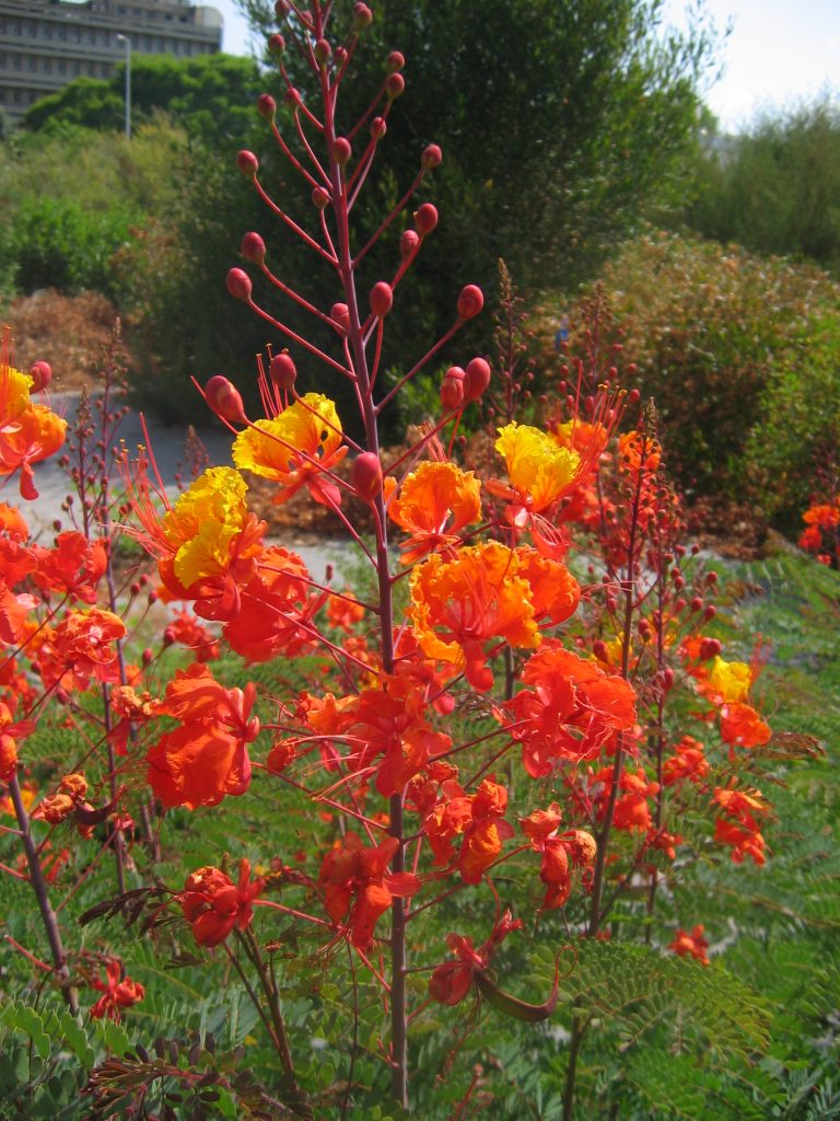 Caesalpinia_pulcherrima_flowers_buds_up1