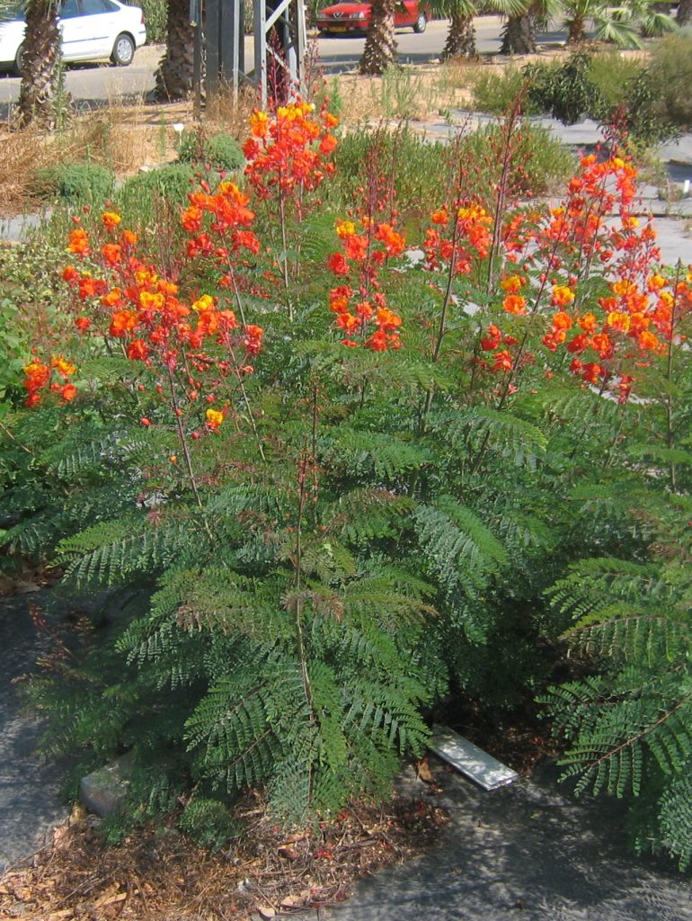 Caesalpinia_pulcherrima_full_cut_up