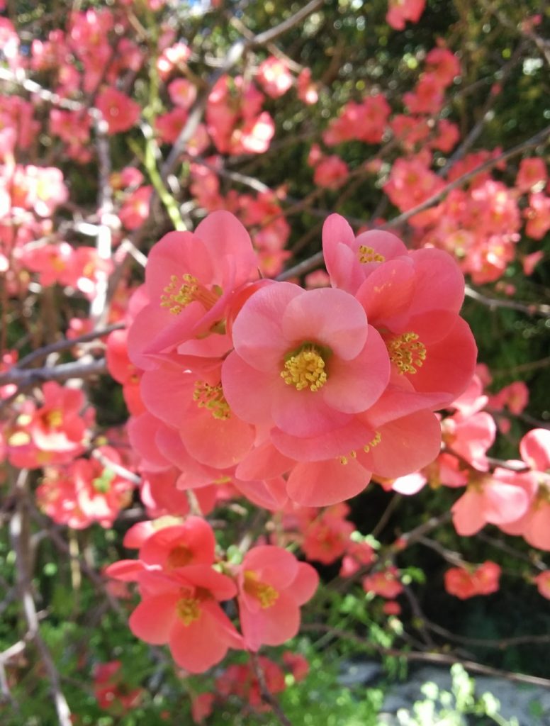 Chaenomeles_x_superba_flowers1_cut_up