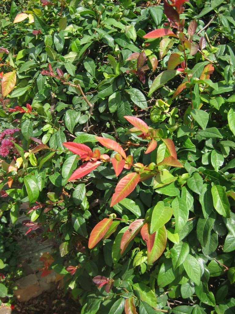 Chaenomeles_x_superba_leaves_up