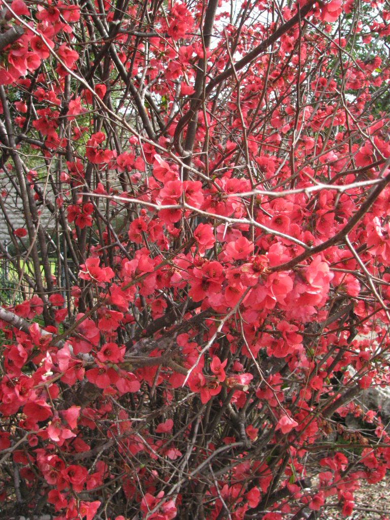 Chaenomeles_x_superba_many_flowers_up2