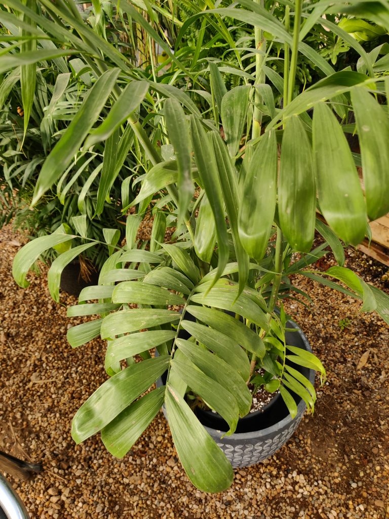 Chamaedorea_seifrizii_leaves_up