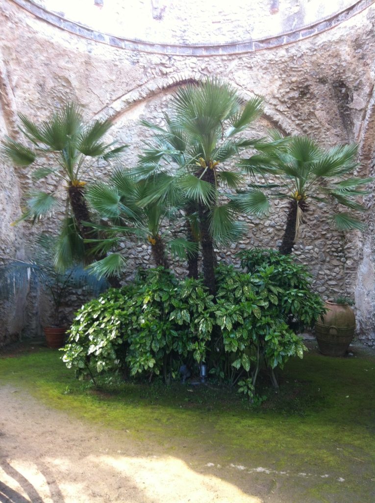 Chamaerops_humilis_full_mature_Italy_up1