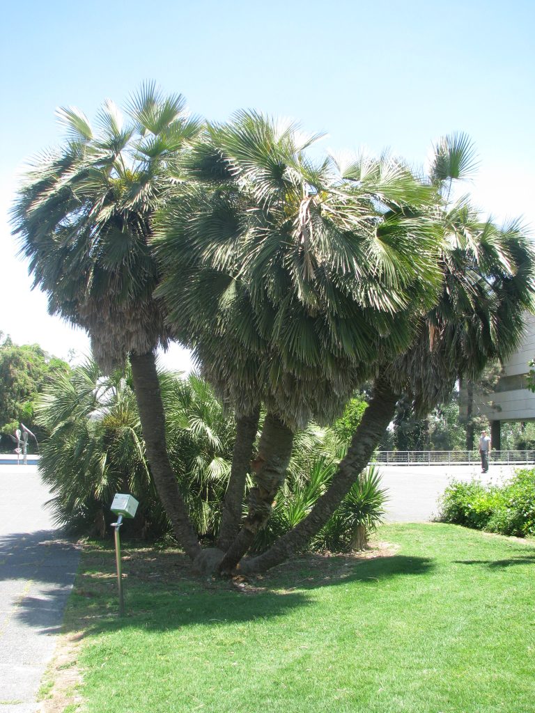 Chamaerops_humilis_full_mature_up1