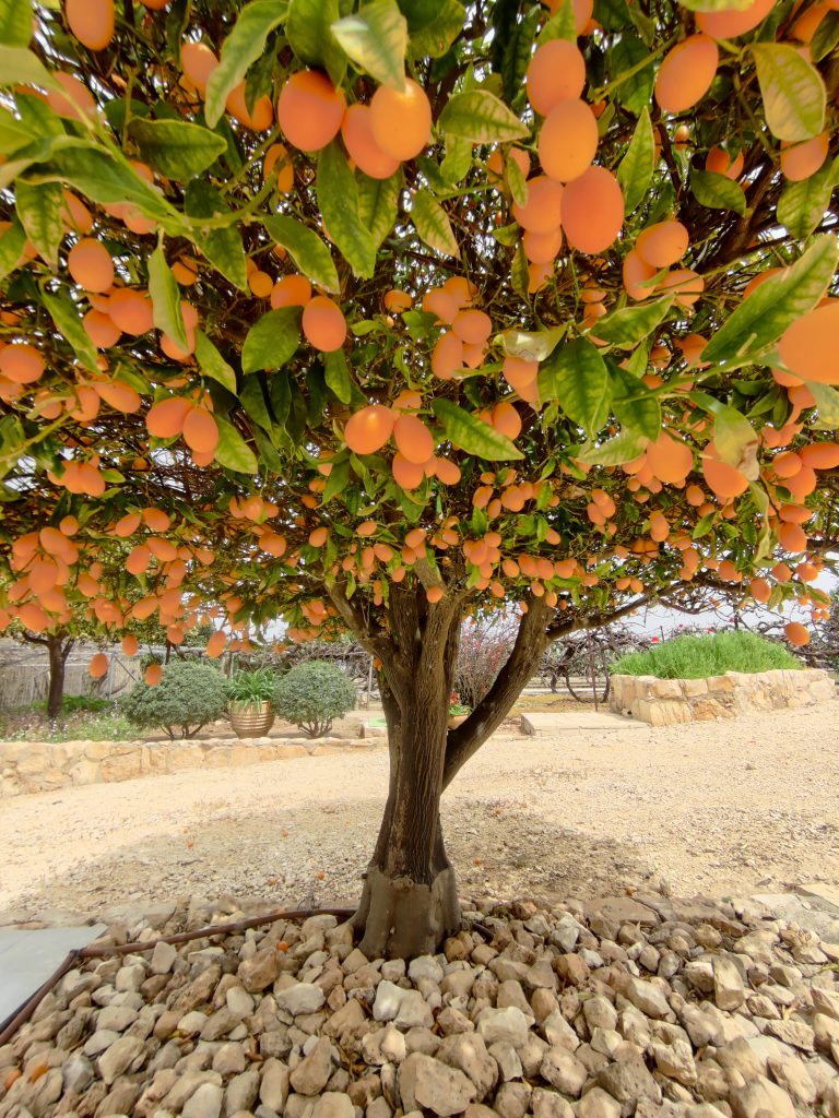 Citrus_japonica_fruit_up1