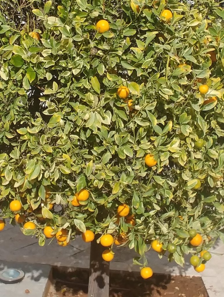 Citrus_x_mitis_Variegata_full2_cut_up