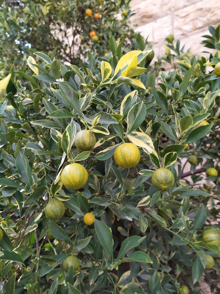 Citrus_x_mitis_Variegata_leaves_fruit_up1