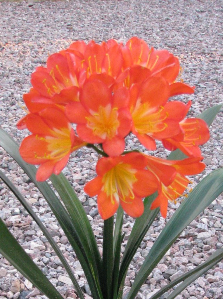 Clivia_miniata_flower_ball_up1_cut_up