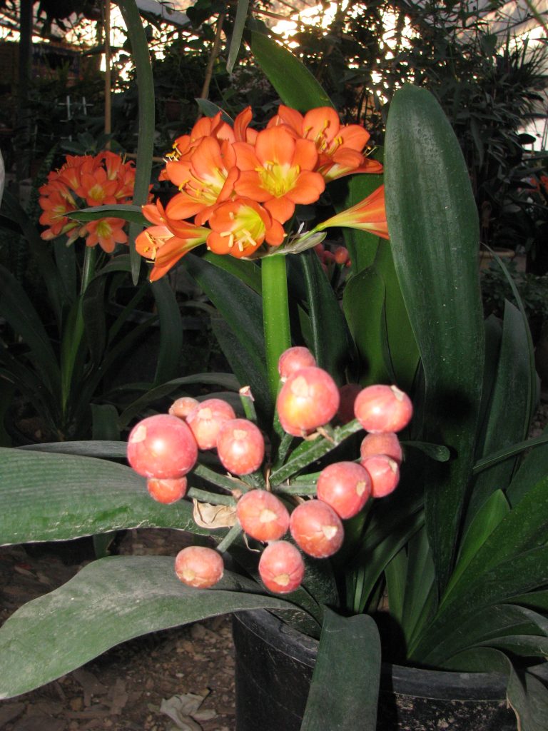 Clivia_miniata_fruit_up1