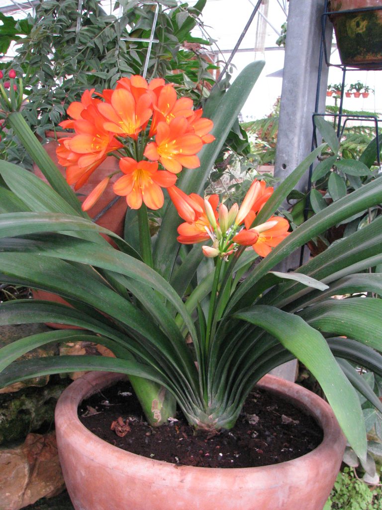 Clivia_miniata_full_up1