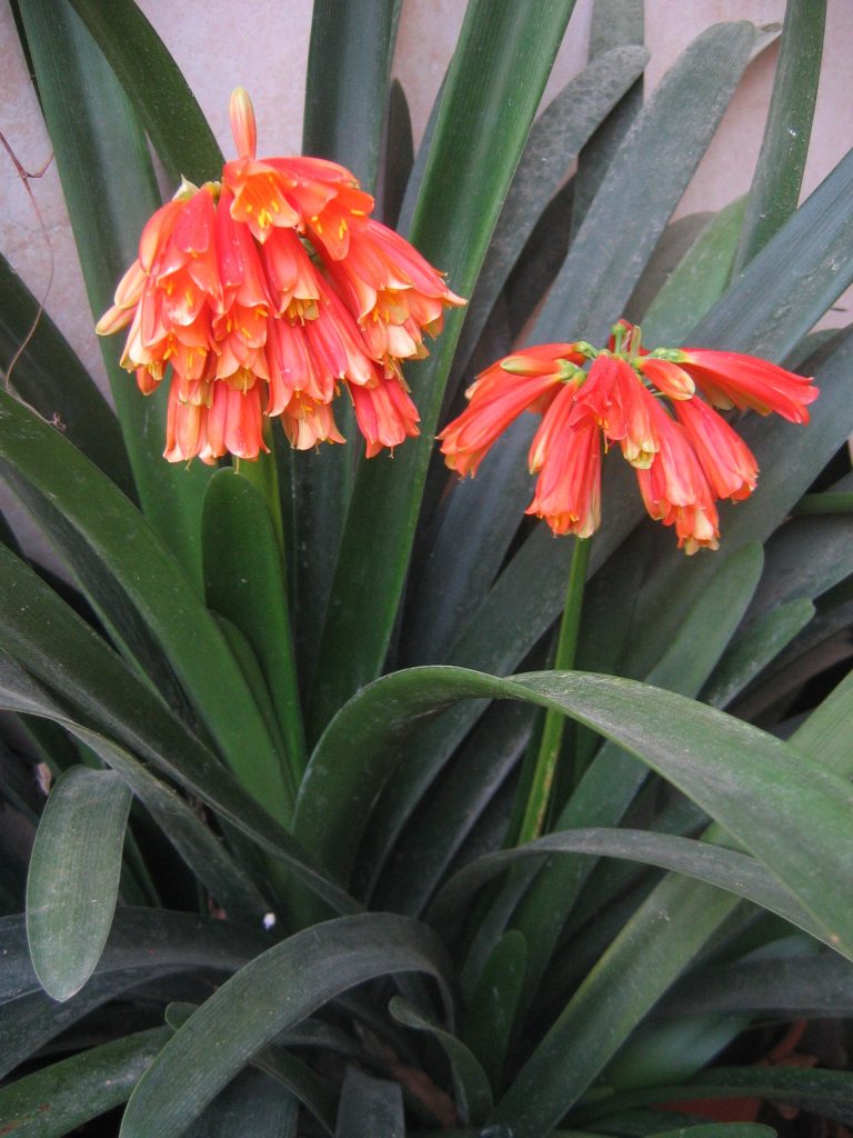 Clivia_x_cyrtanthiflora_flowers_up1