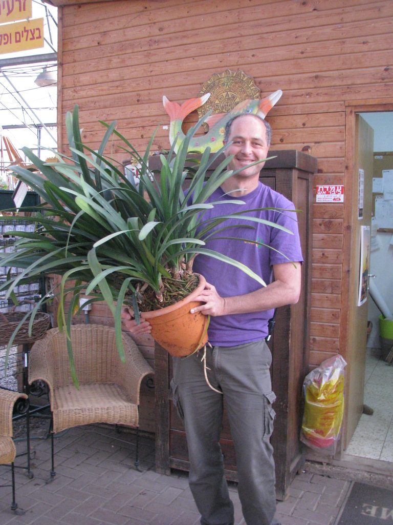 Clivia_x_cyrtanthiflora_full_pot_with_Gal_up1