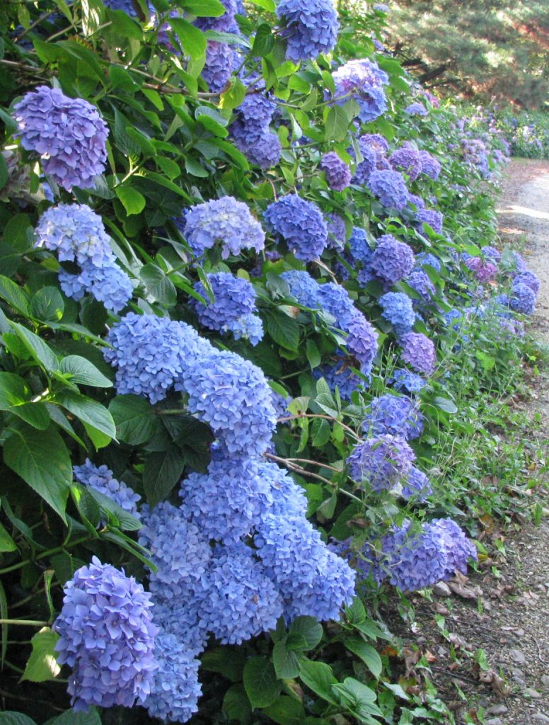 Hydrangea_macrophylla_England_blue_group2_cut_up