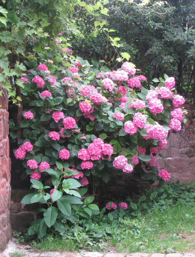 Hydrangea_macrophylla_France_full2_cut_up