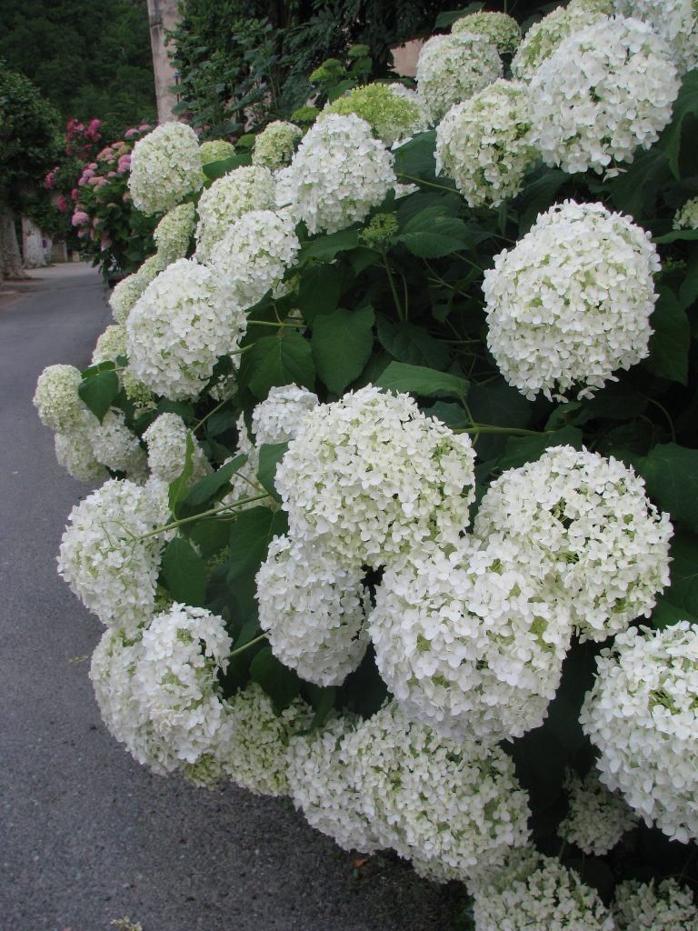 Hydrangea_macrophylla_France_white_up