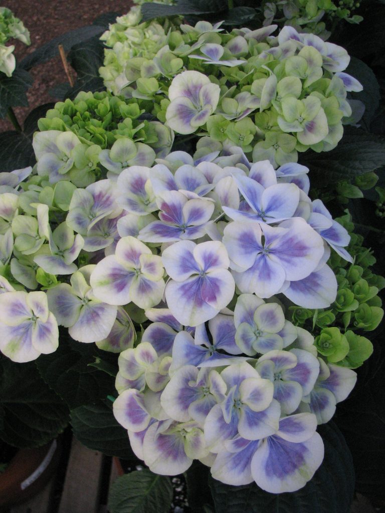 Hydrangea_macrophylla_varieties_blue_white_up