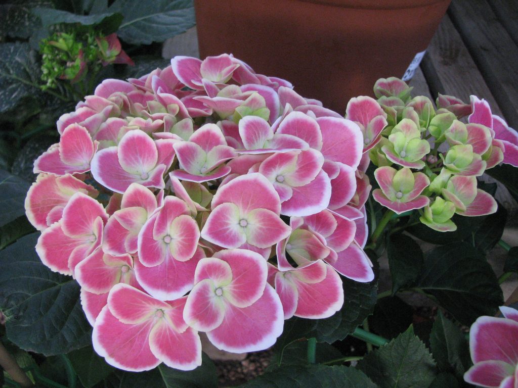 Hydrangea_macrophylla_varieties_pink_white