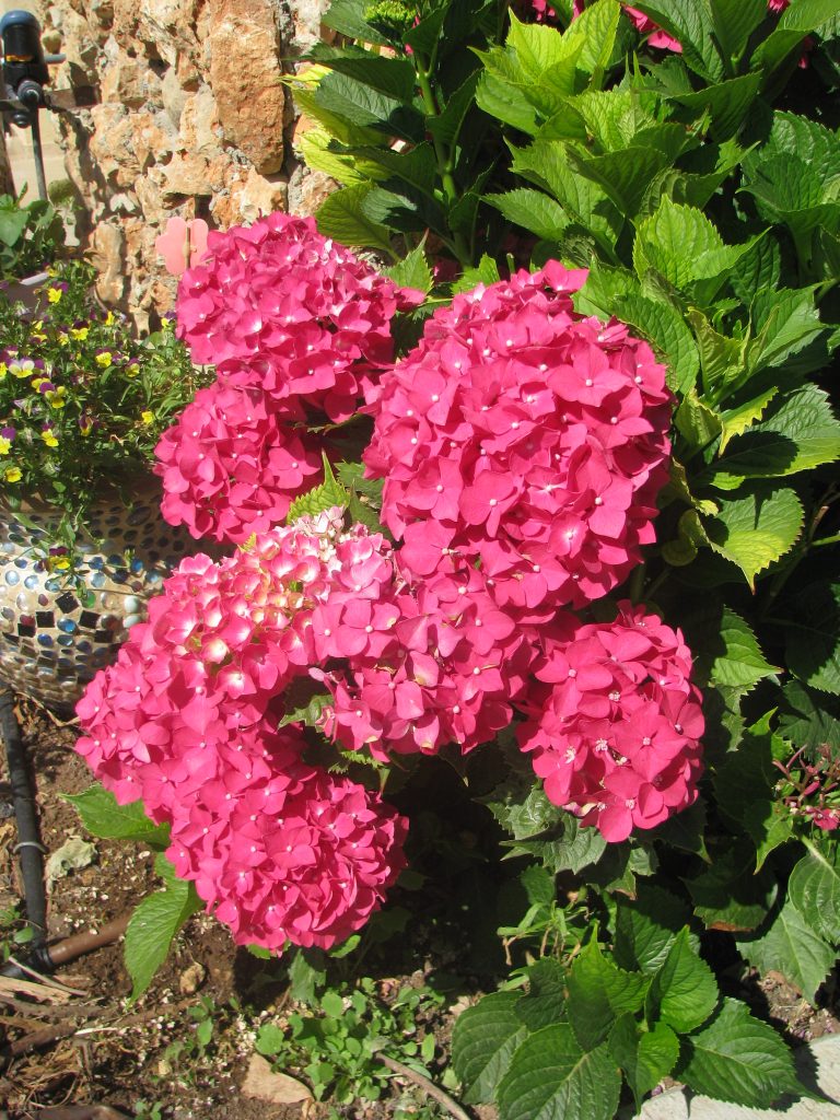 Hydrangea_macrophylla_zuba_sun_full_flowers_up1