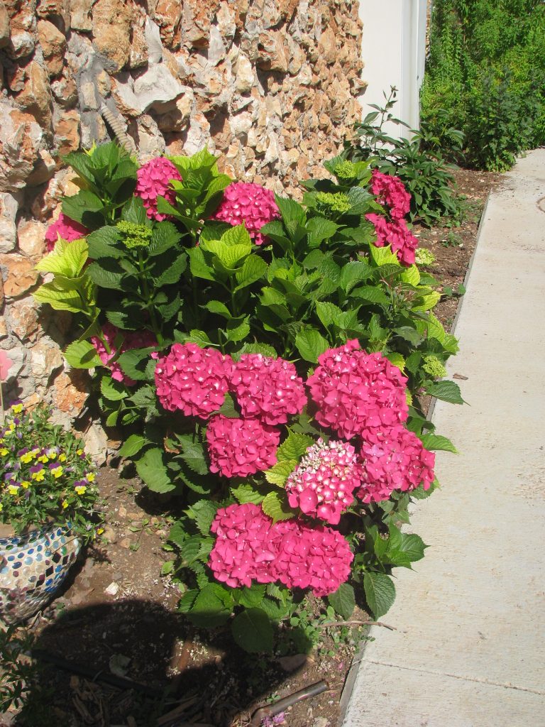 Hydrangea_macrophylla_zuba_sun_full_up1