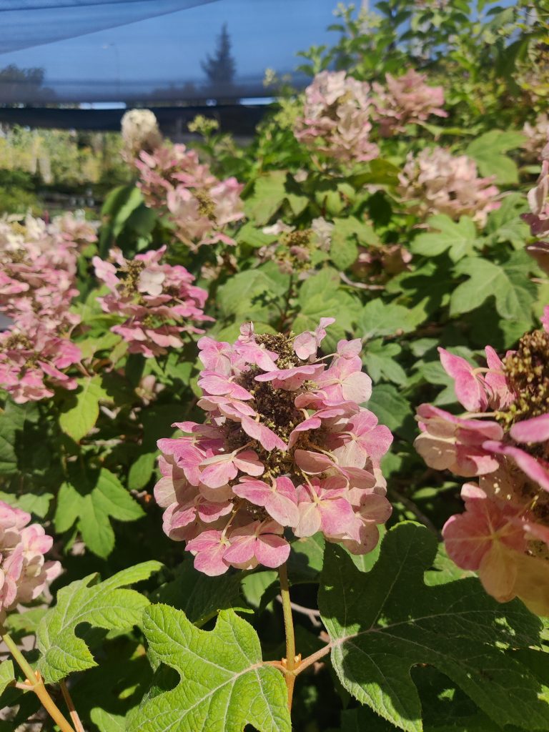 Hydrangea_quercifolia_flowers_pink_up1