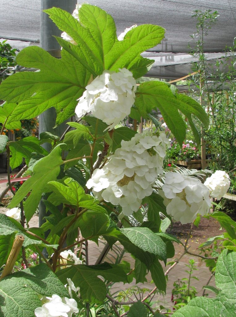 Hydrangea_quercifolia_flowers_white_up1_cut_up