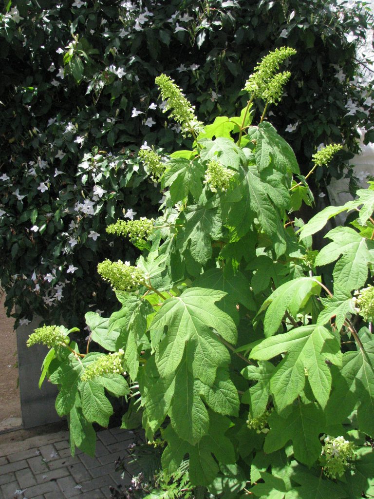 Hydrangea_quercifolia_leaves_green_up1