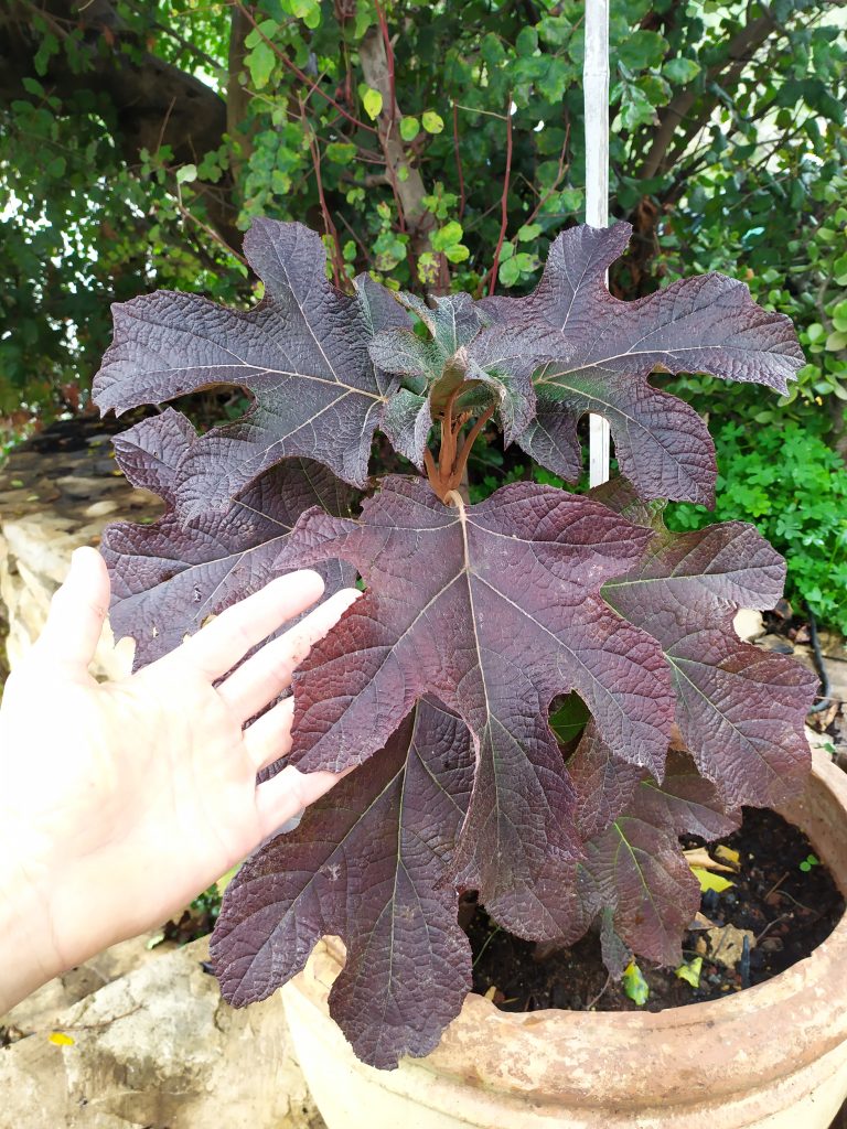 Hydrangea_quercifolia_leaves_red_up1