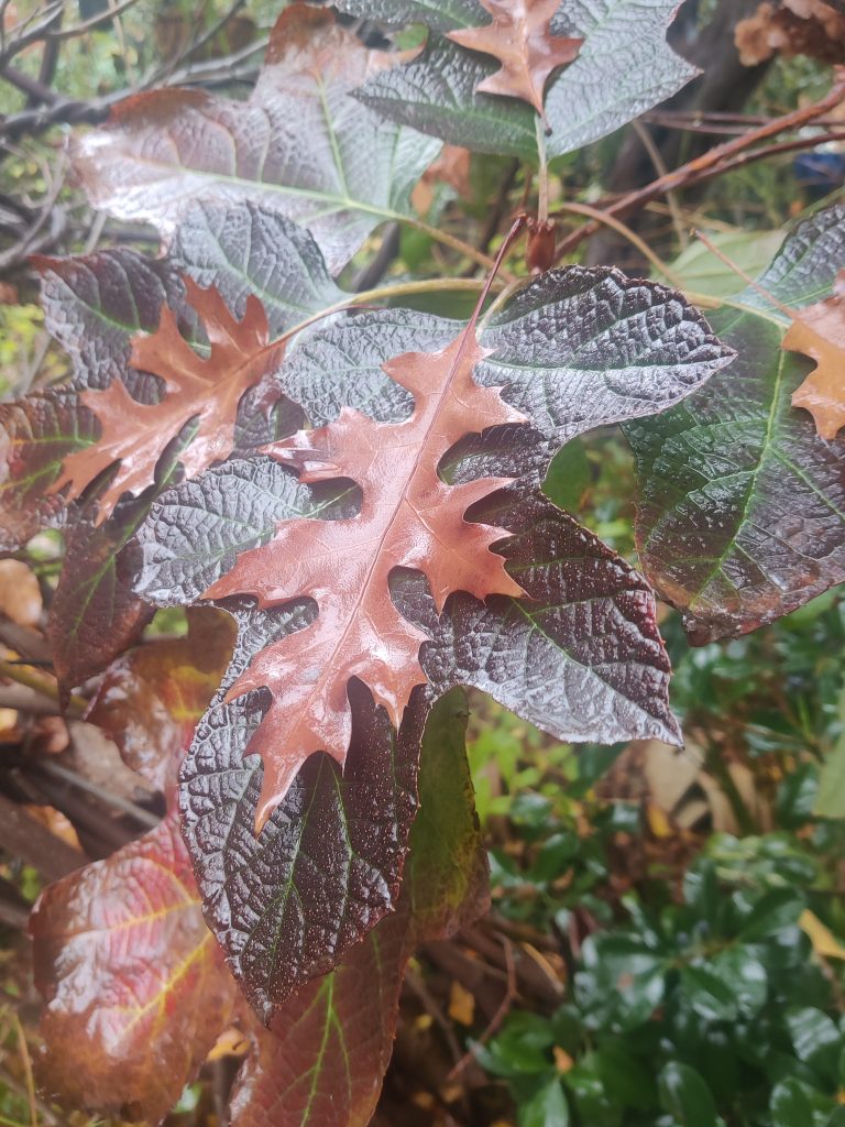 Hydrangea_quercifolia_leaves_red_up2