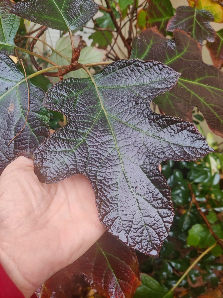 Hydrangea_quercifolia_leaves_red_up3