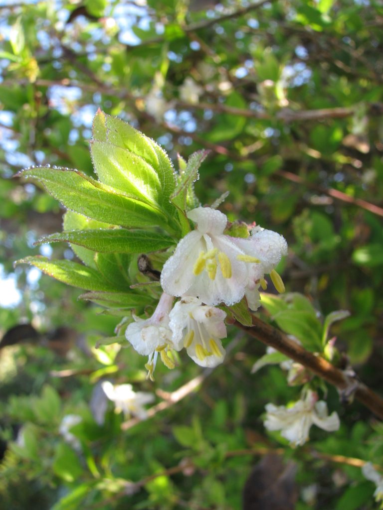 Lonicera_fragrantissima_flowers_leaves_up1