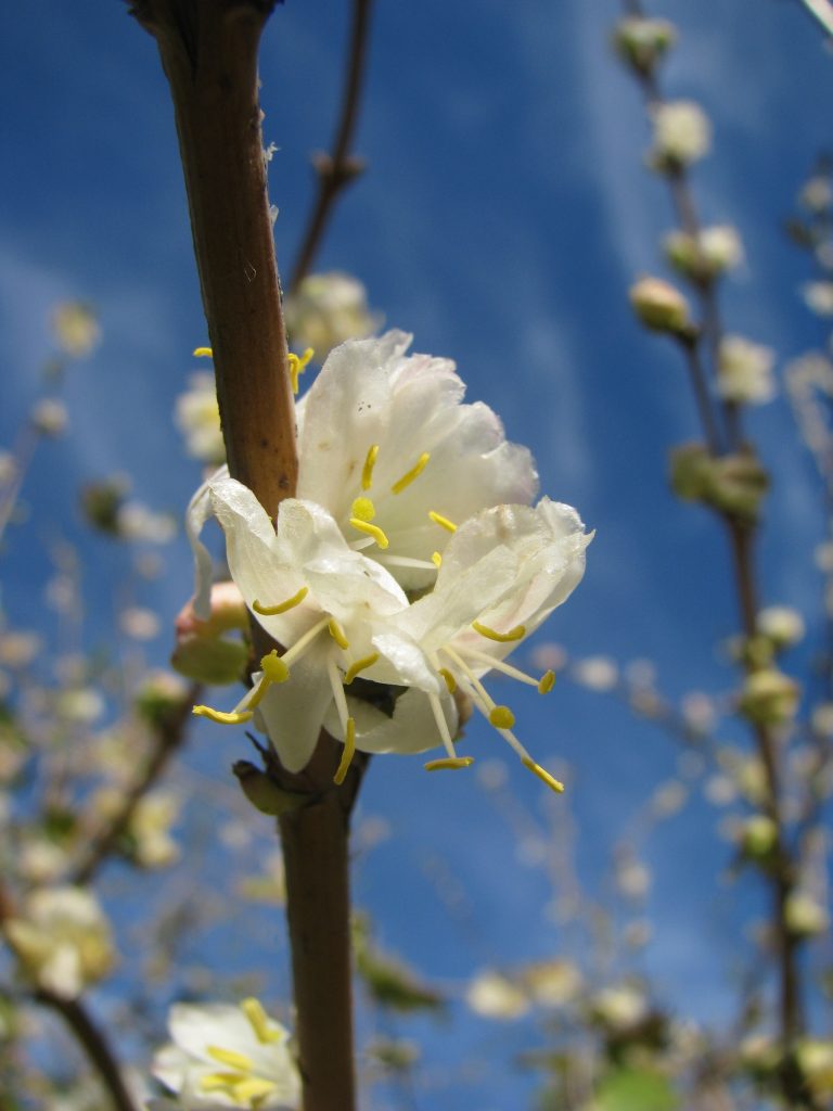 Lonicera_fragrantissima_flowers_up1