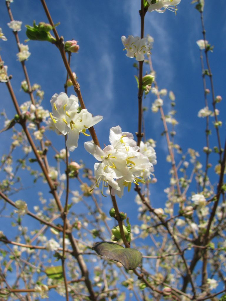 Lonicera_fragrantissima_flowers_up2