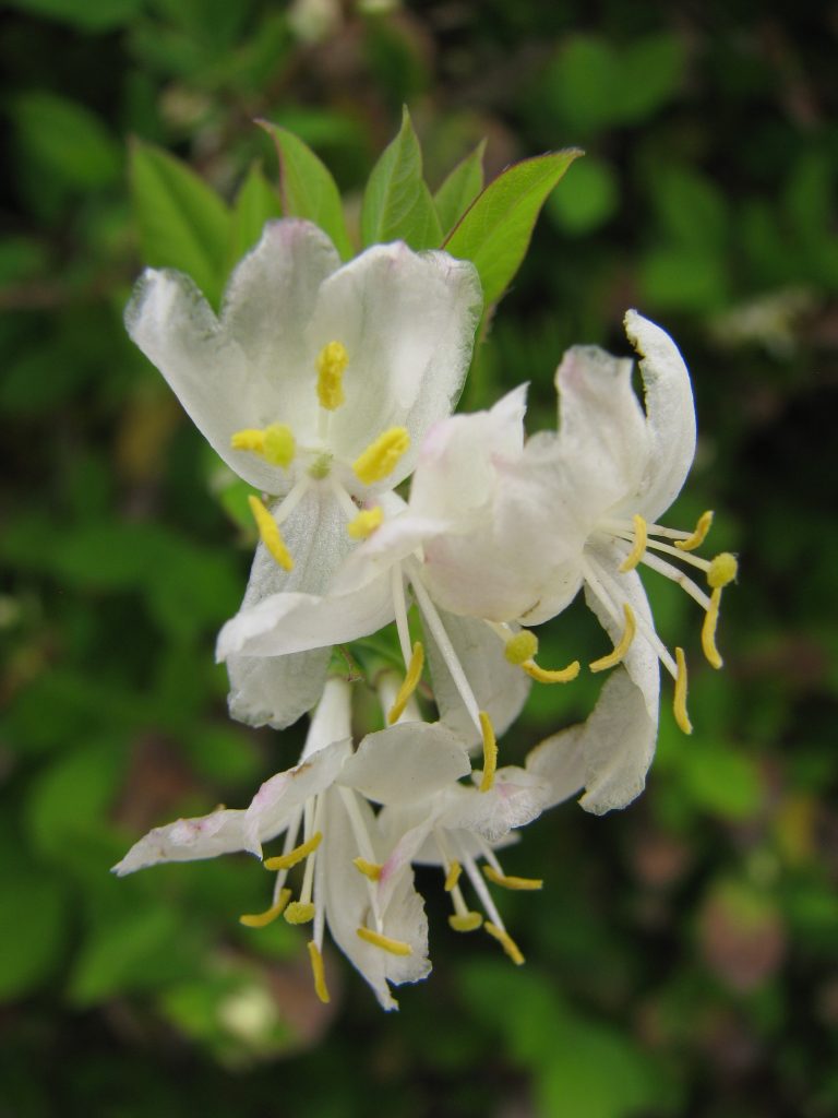 Lonicera_fragrantissima_flowers_up4