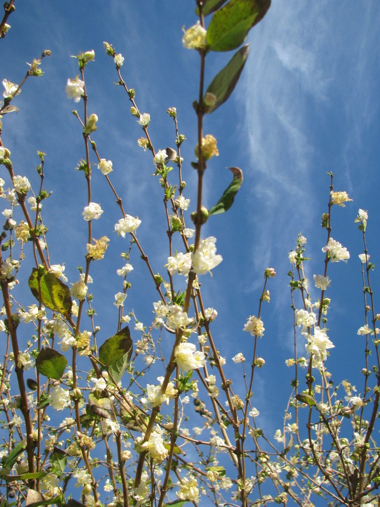 Lonicera_fragrantissima_full_flower_branches_up1