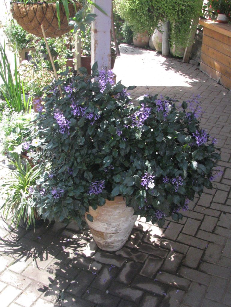 Plectranthus_Mona_Lavender_full_up1_cut_up