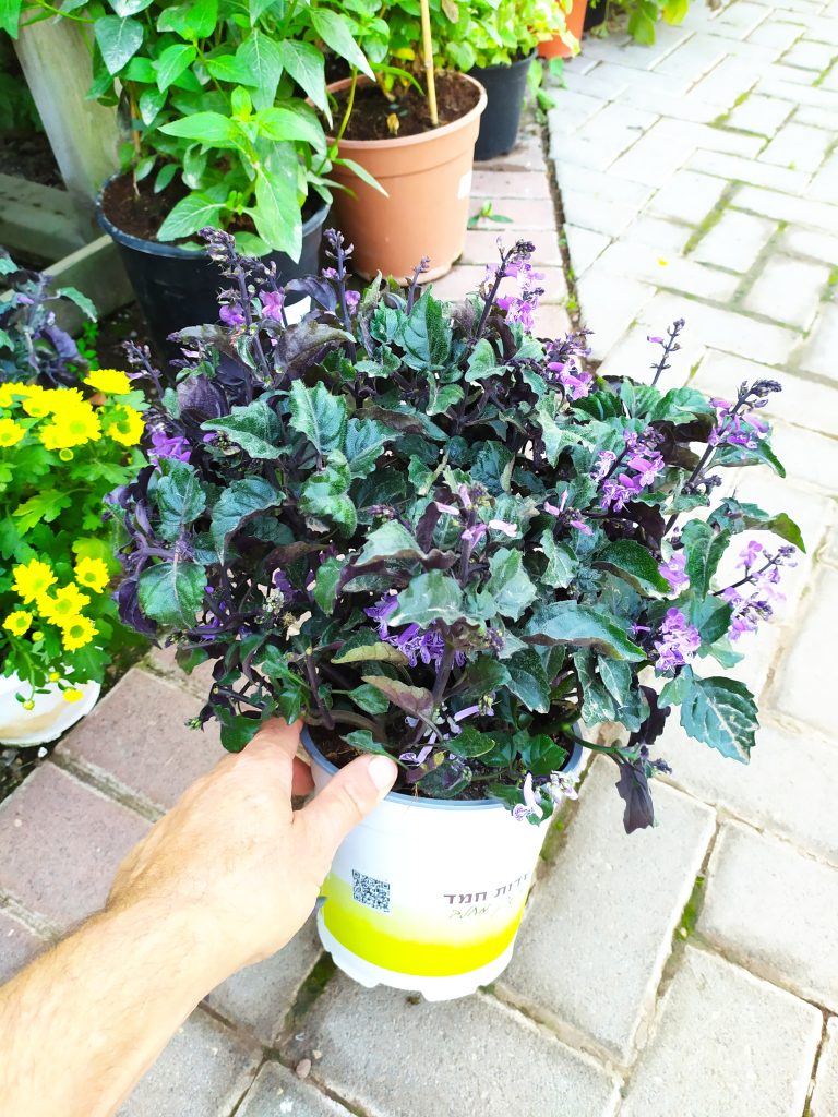 Plectranthus_Mona_Lavender_full_up2